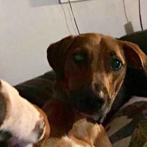 Meet your Posher, Puppa